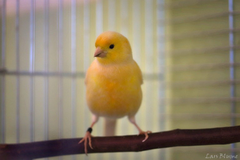 Zitrone « Tierheim Cappel Marburg