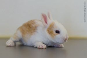 Kaninchenbaby (6)