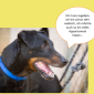 2014-09-23 22_00_29-Unsere Hunde helfen fleißig mit powerpoint (2).pptx [Schreibgeschützt] - Microso