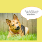 2014-09-23 22_04_17-Unsere Hunde helfen fleißig mit powerpoint (2).pptx [Schreibgeschützt] - Microso