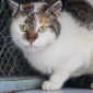 Hanna_Katze_EKH_Tierheim_Cappel_Marburg (1)