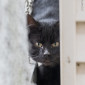 Lars_Katze_EKH_Tierheim_Cappel_Marburg