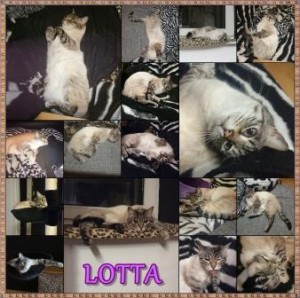 Lotta_collage