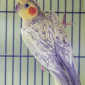 Nymphensittiche_Tierheim_Cappel_Marburg (12)