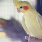 Nymphensittiche_Tierheim_Cappel_Marburg (4)