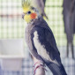 Nymphensittiche_Tierheim_Cappel_Marburg (7)