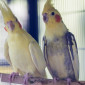 Nymphensittiche_Tierheim_Cappel_Marburg (8)