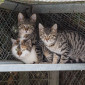 Ulrich_Michel_Katze_EKH_Tierheim_Cappel_Marburg (2)