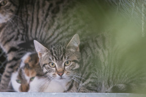 Ulrich_Michel_Katze_EKH_Tierheim_Cappel_Marburg (3)