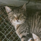 Ulrich_Michel_Katze_EKH_Tierheim_Cappel_Marburg (6)