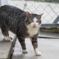 Jackson_Katze_EKH_Tierheim_Cappel_Marburg (1)