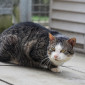 Jackson_Katze_EKH_Tierheim_Cappel_Marburg (2)