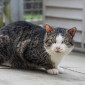 Jackson_Katze_EKH_Tierheim_Cappel_Marburg (3)