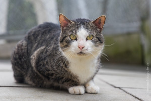 Jackson_Katze_EKH_Tierheim_Cappel_Marburg (6)