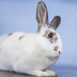 Sunny_Zwergkaninchen_Tierheim_Cappe.l_Marburg (1)