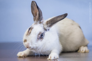 Sunny_Zwergkaninchen_Tierheim_Cappe.l_Marburg (3)
