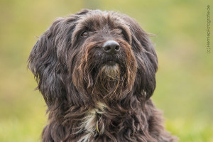 Tiffi_Mischling_Hund_Tierheim_Cappel_Marburg (1)