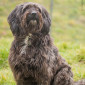 Tiffi_Mischling_Hund_Tierheim_Cappel_Marburg (2)