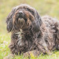 Tiffi_Mischling_Hund_Tierheim_Cappel_Marburg (3)