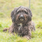 Tiffi_Mischling_Hund_Tierheim_Cappel_Marburg (5)