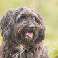Tiffi_Mischling_Hund_Tierheim_Cappel_Marburg (6)