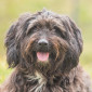Tiffi_Mischling_Hund_Tierheim_Cappel_Marburg (7)