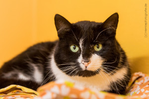 Dreamer_EKH_Katze_Tierheim_Cappel_Marburg (2)