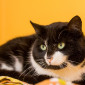 Dreamer_EKH_Katze_Tierheim_Cappel_Marburg (3)