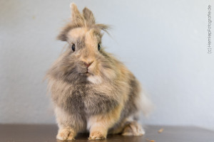 Flo_Zwergkaninchen_Tierheim_Cappel_Marburg (1)