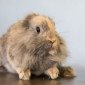 Flo_Zwergkaninchen_Tierheim_Cappel_Marburg (2)