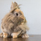 Flo_Zwergkaninchen_Tierheim_Cappel_Marburg (3)