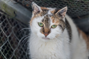 Katze Hanna, Foto Hemlep