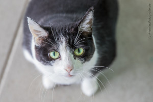 Molly_EKH_Katze_Tierheim_Cappel_Marburg (1)