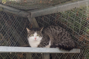 Pino_Katze_EKH_Tierheim_Cappel_Marburg (1)