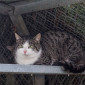Pino_Katze_EKH_Tierheim_Cappel_Marburg (2)