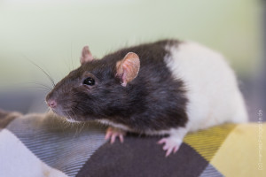 Susi_Farbratte_Ratte_Tierheim_Cappel_Marburg (1)