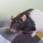 Susi_Farbratte_Ratte_Tierheim_Cappel_Marburg (2)