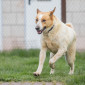 Theo_Hund_Tierheim_Cappel_Marburg (1)