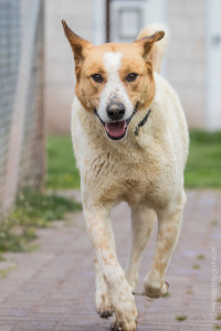 Theo_Hund_Tierheim_Cappel_Marburg (3)