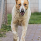 Theo_Hund_Tierheim_Cappel_Marburg (5)