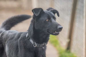 Tom_Hund_Tierheim_Cappel_Marburg (2)