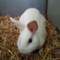 fundkaninchen