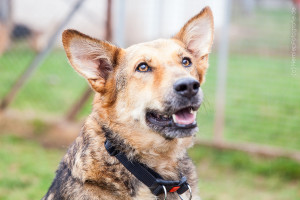 fury_hund_mischling_tierheim_cappel_marburg