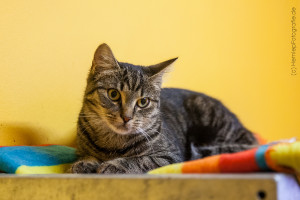 ronja_ekh_katze_tierheim_cappelmarburg