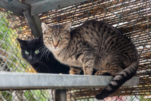 tigger_katze_ekh_tierheim_cappel_marburg-1