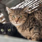 tigger_katze_ekh_tierheim_cappel_marburg-2
