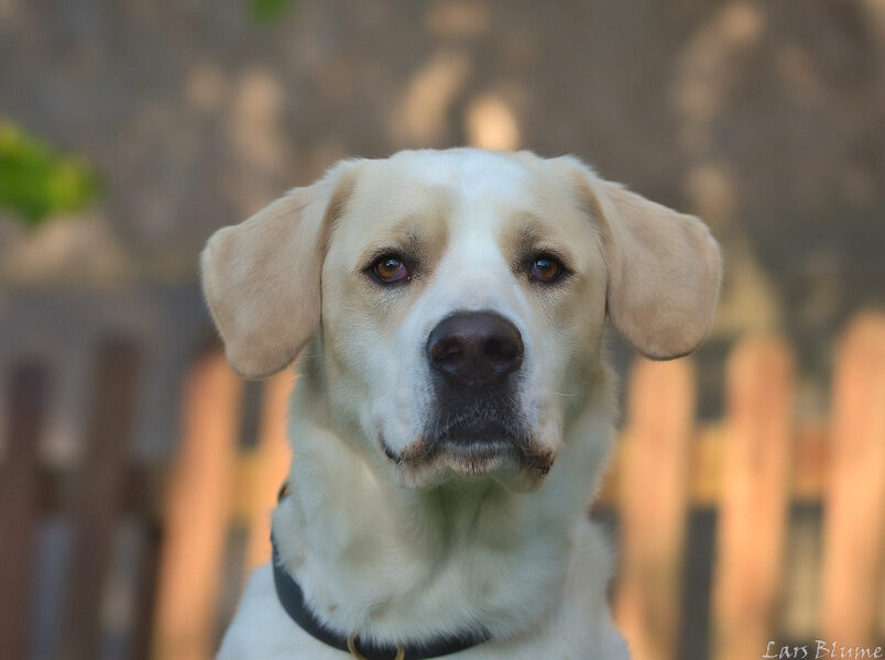 Nacho – Tierheim Marburg